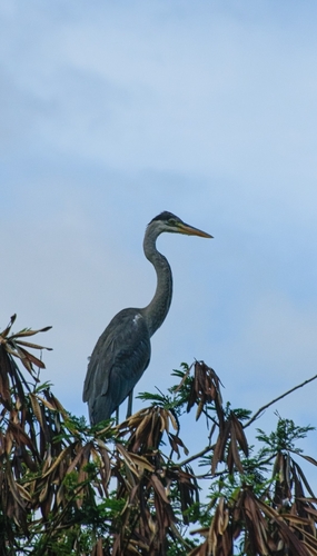 Great Blue Heron