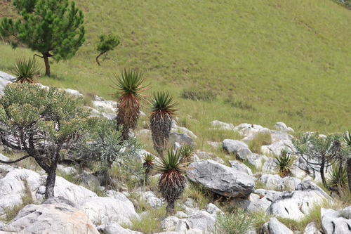 Aloe cipolinicola, photograph 3
