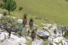 (c) amantedarmanin, some rights reserved (CC BY) Aloe cipolinicola, photograph (c) amantedarmanin, some rights reserved (CC BY)