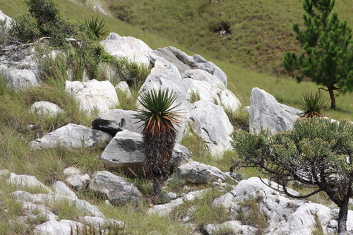 Aloe cipolinicola, photograph 5