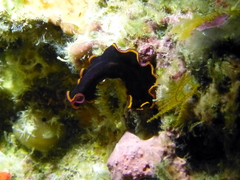 Pseudobiceros gloriosus