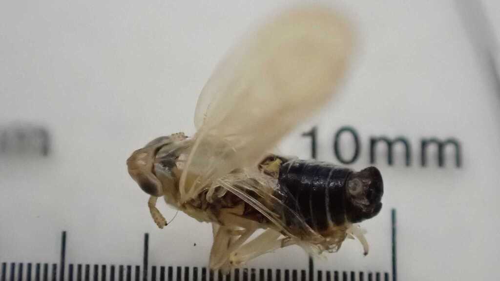 Chloriona unicolor