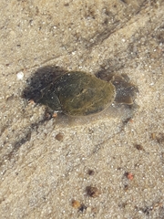 Ampullaceana balthica