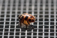 Dinocampus coccinellae