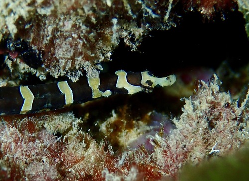 Banded pipefish (Micrognathus crinitus) — Syngnathidae — 5