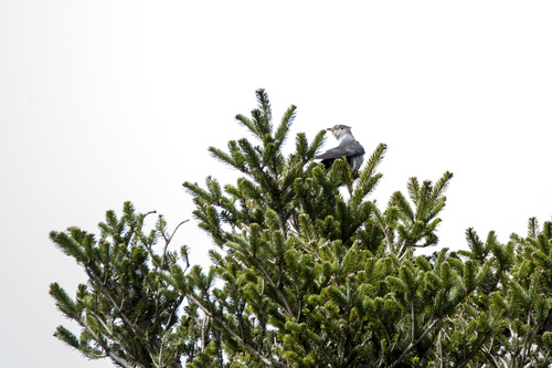 Oriental Cuckoo (Cuculus optatus)