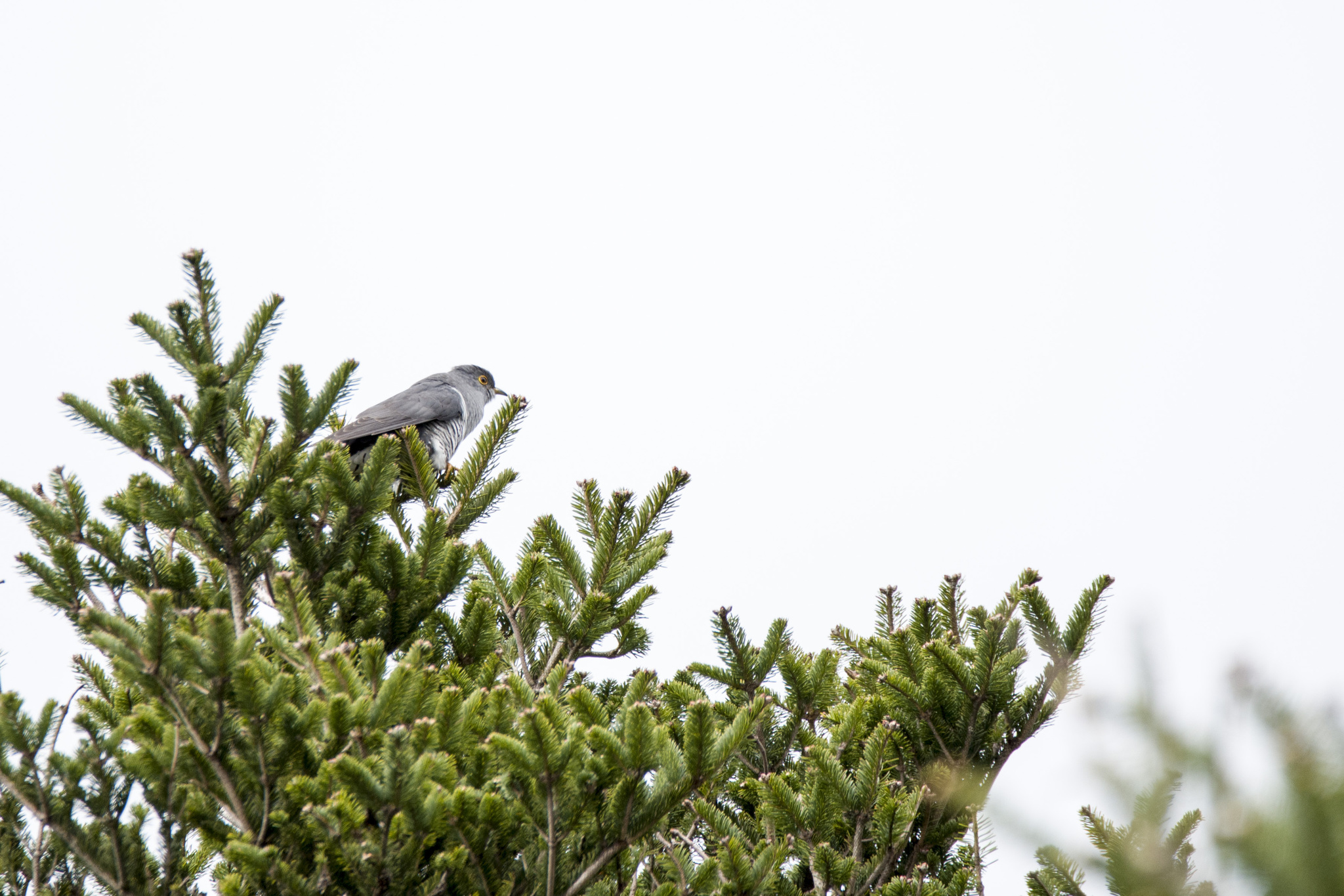 Oriental Cuckoo (Cuculus optatus), photo 2