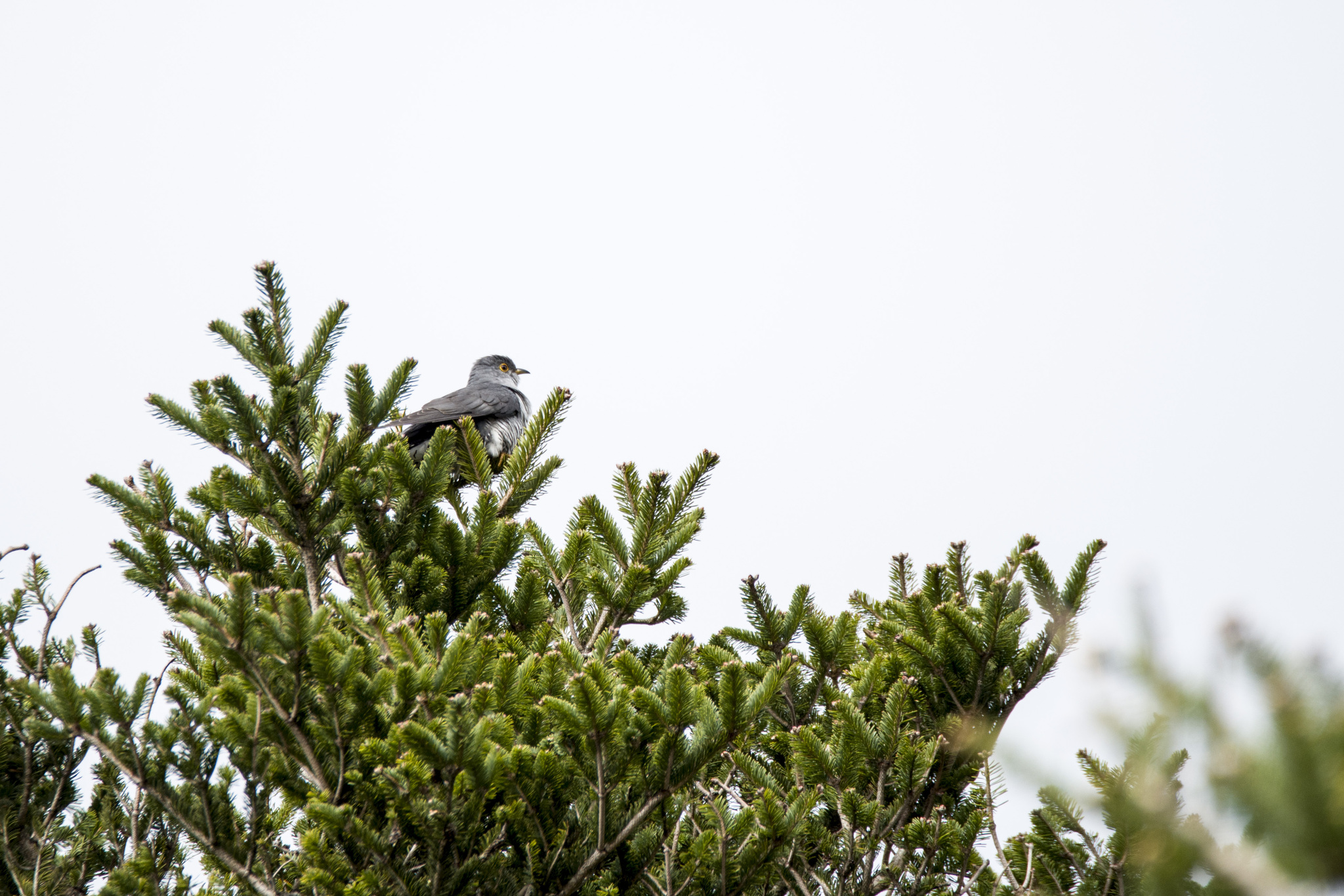 Oriental Cuckoo (Cuculus optatus), photo 3