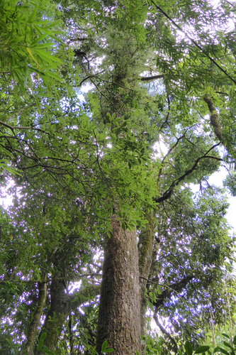 Himalayan hemlock
