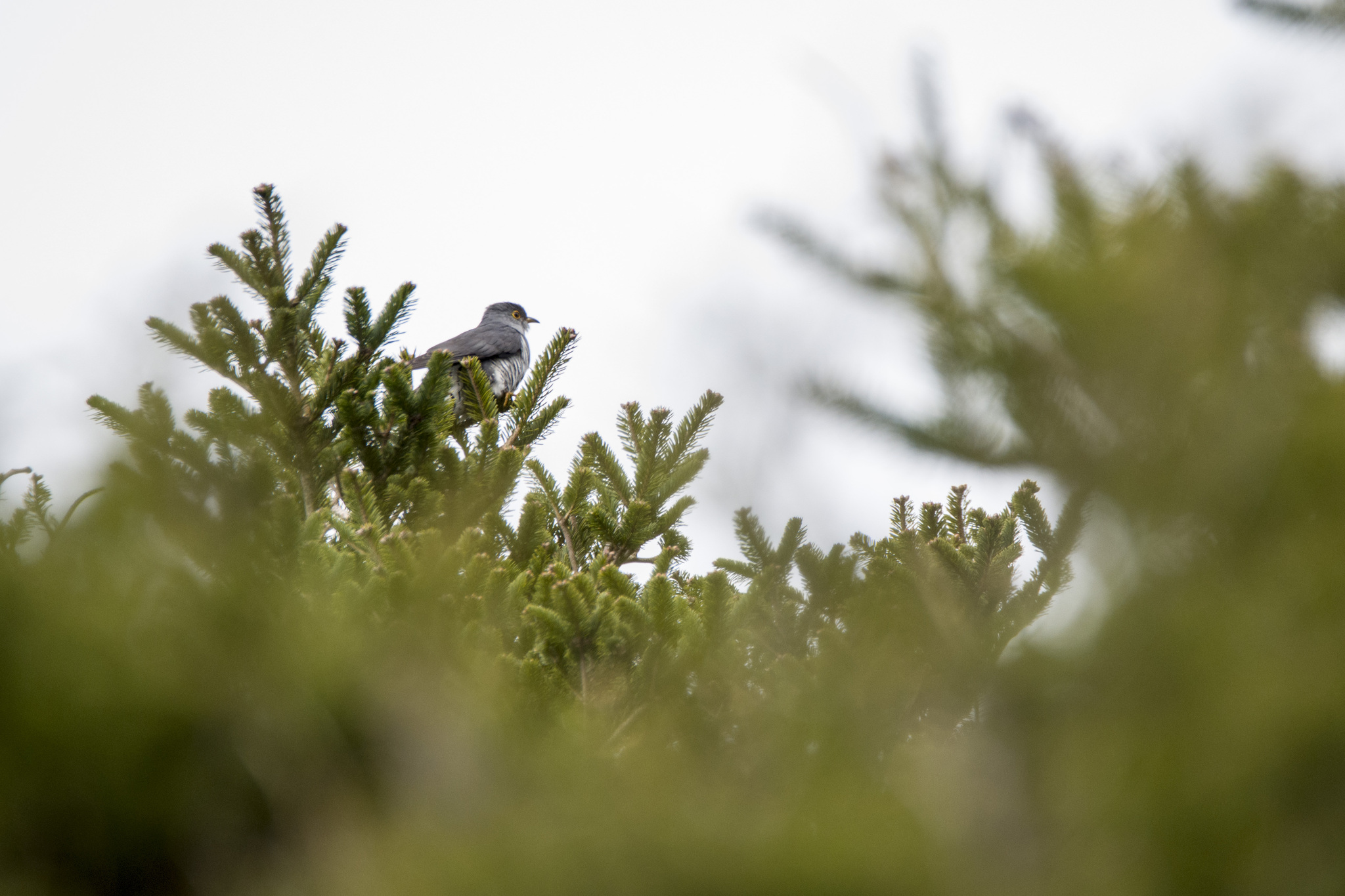 Oriental Cuckoo (Cuculus optatus), photo 4