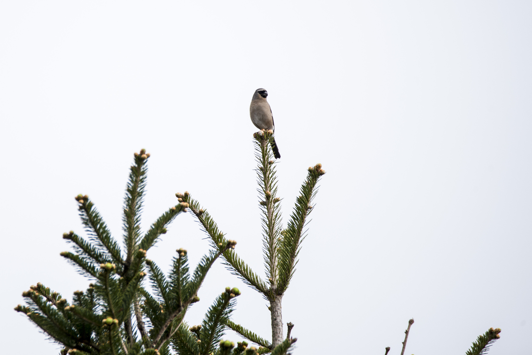 Taiwan Bullfinch (Pyrrhula owstoni), photo 7