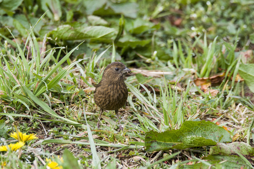 Taiwan Rosefinch (Carpodacus formosanus)