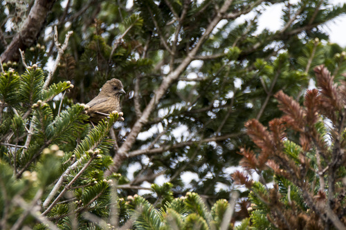 Taiwan Rosefinch (Carpodacus formosanus), photo 2