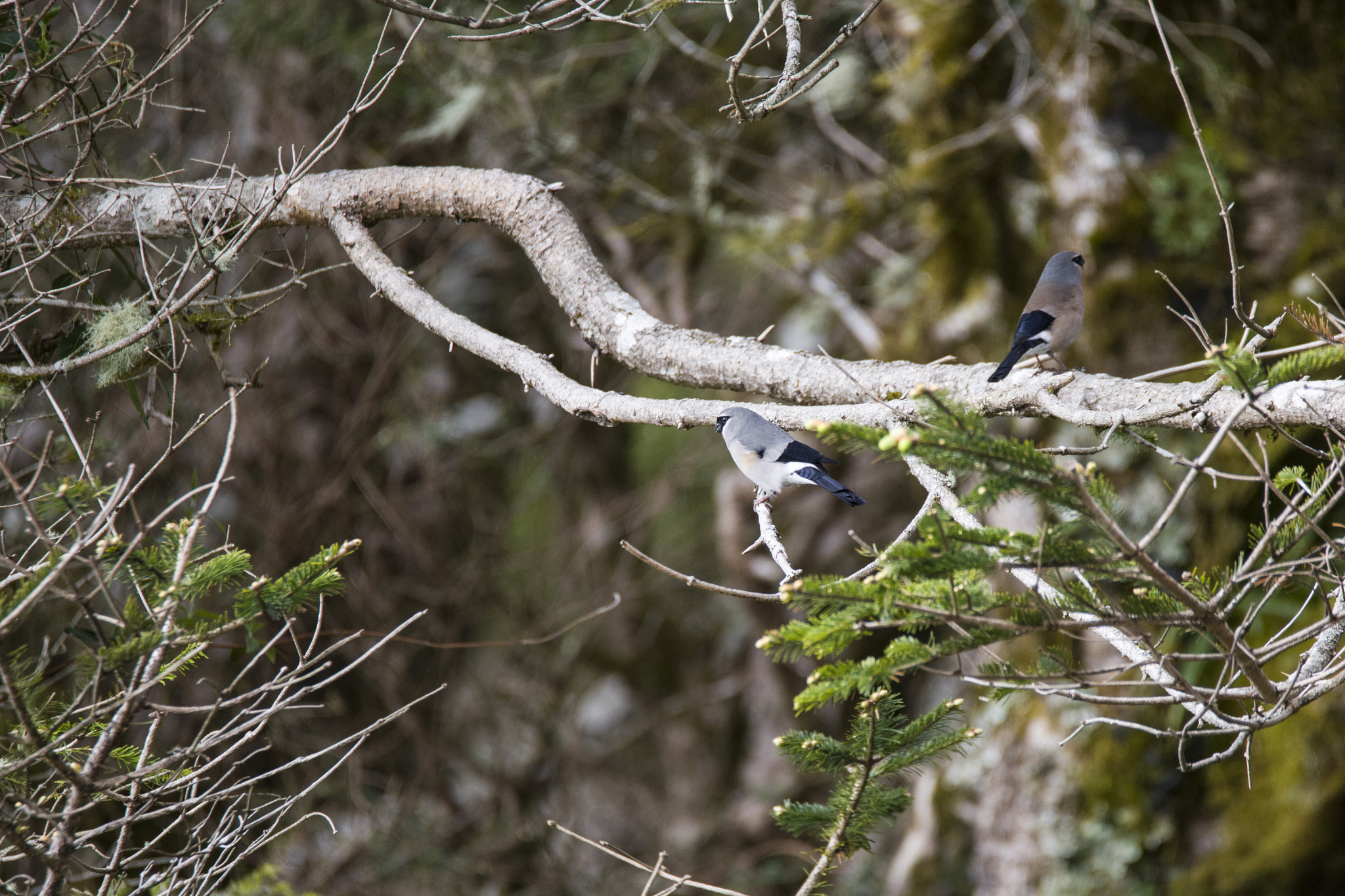 Taiwan Bullfinch (Pyrrhula owstoni), photo 6