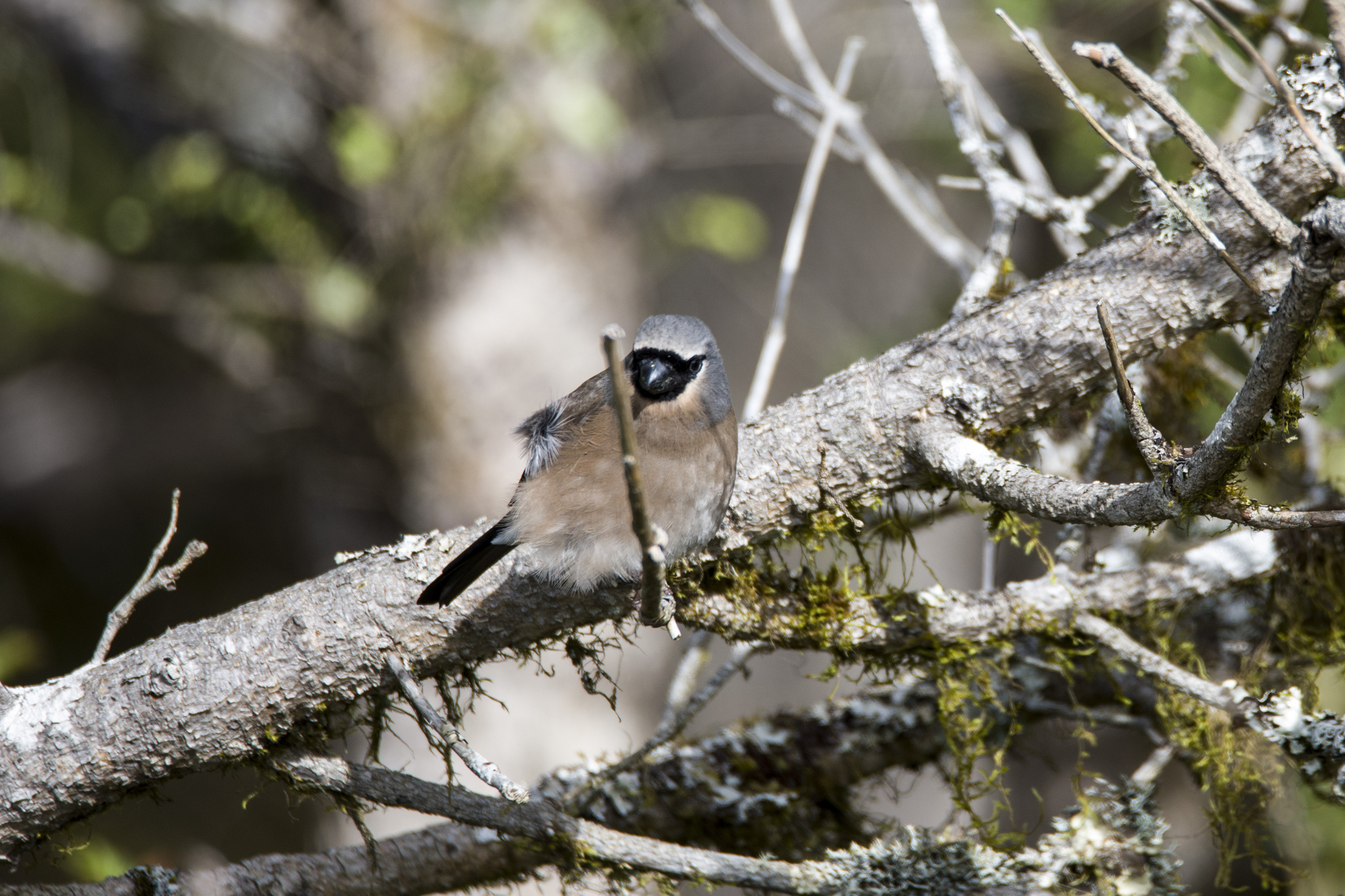 Taiwan Bullfinch (Pyrrhula owstoni), photo 3