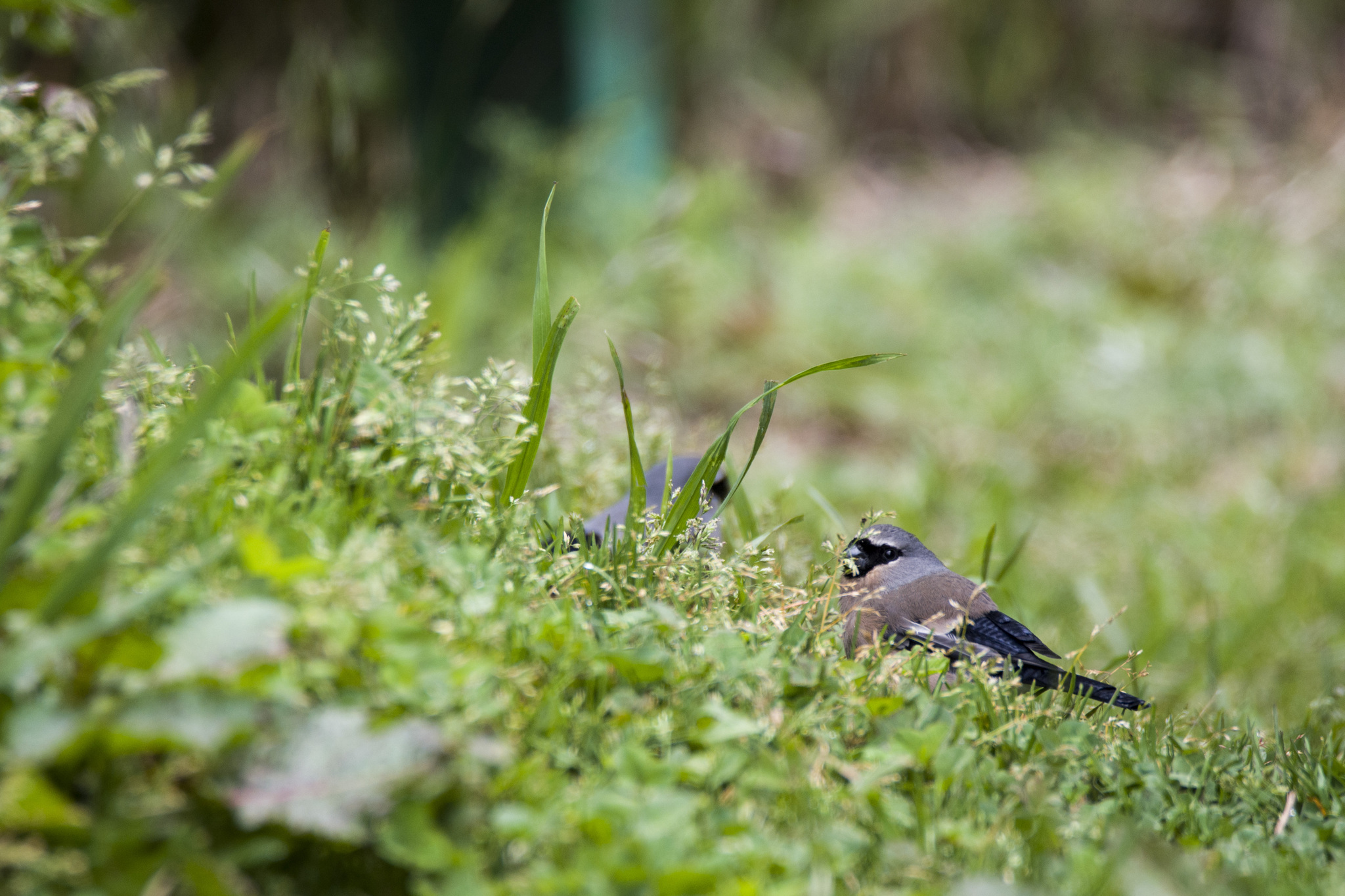 Taiwan Bullfinch (Pyrrhula owstoni), photo 5