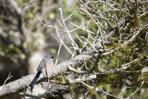 Taiwan Bullfinch (Pyrrhula owstoni), photo 10