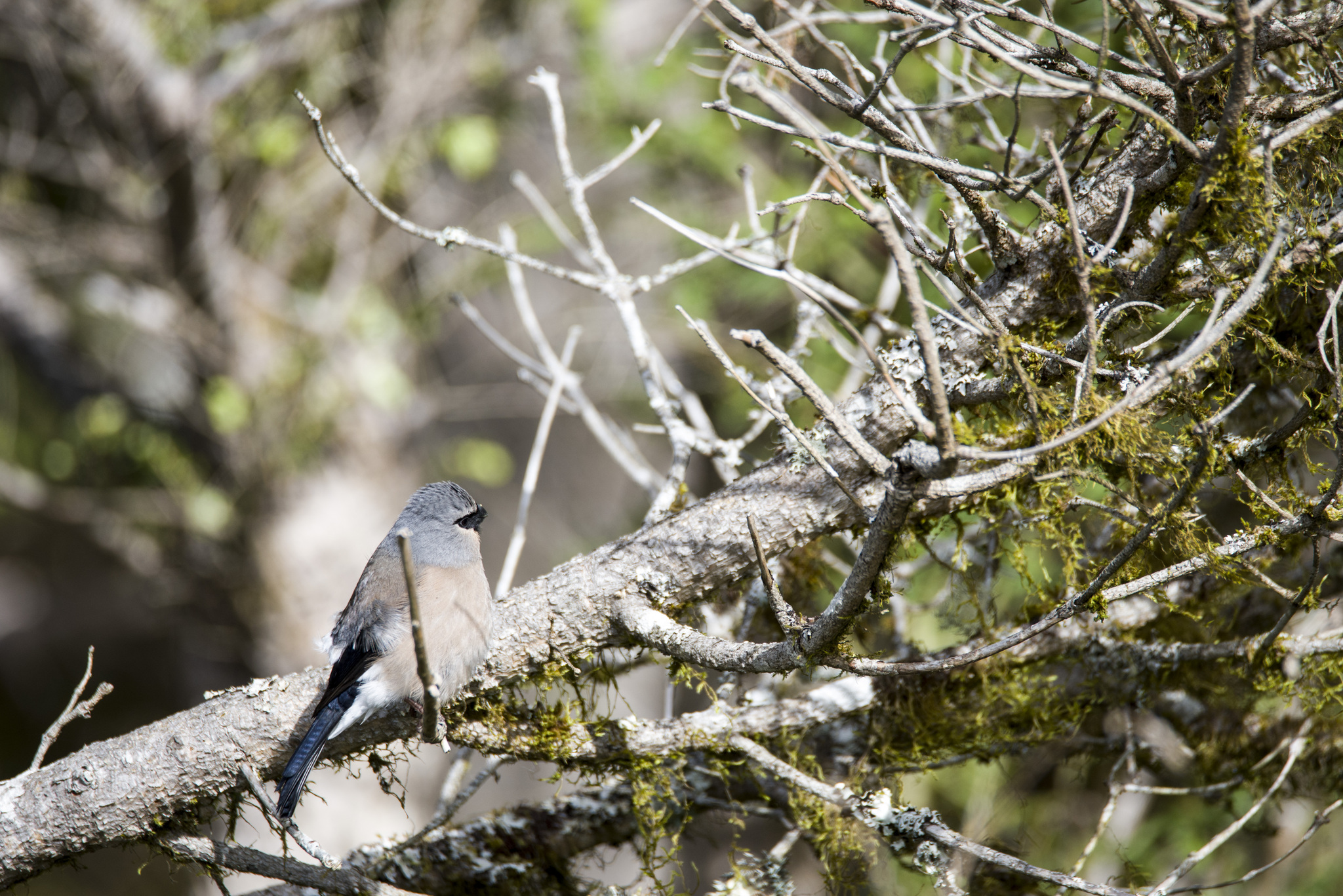 Taiwan Bullfinch (Pyrrhula owstoni), photo 4