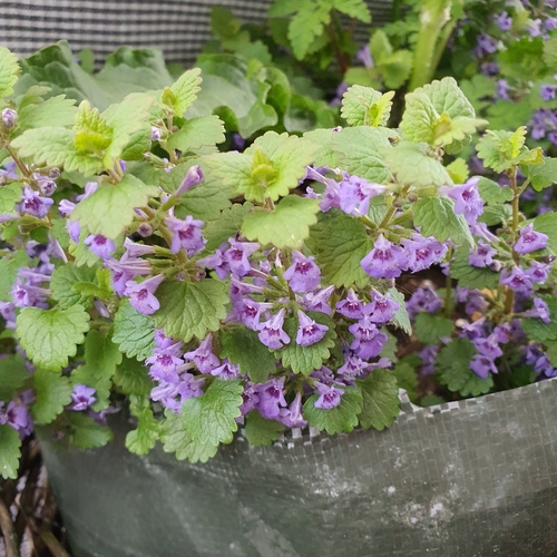 ground-ivy