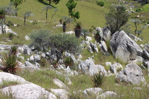 Aloe cipolinicola, photograph 6