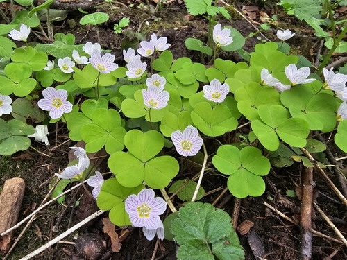 Acetosella dei boschi (Oxalis acetosella)