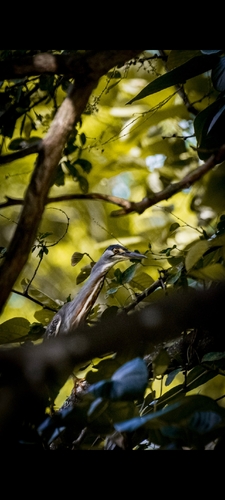 Striated Heron