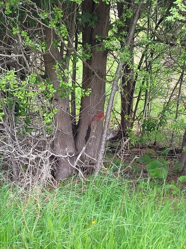 Northern Cardinal observed by e_kowaliw