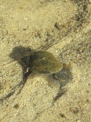 Ampullaceana balthica