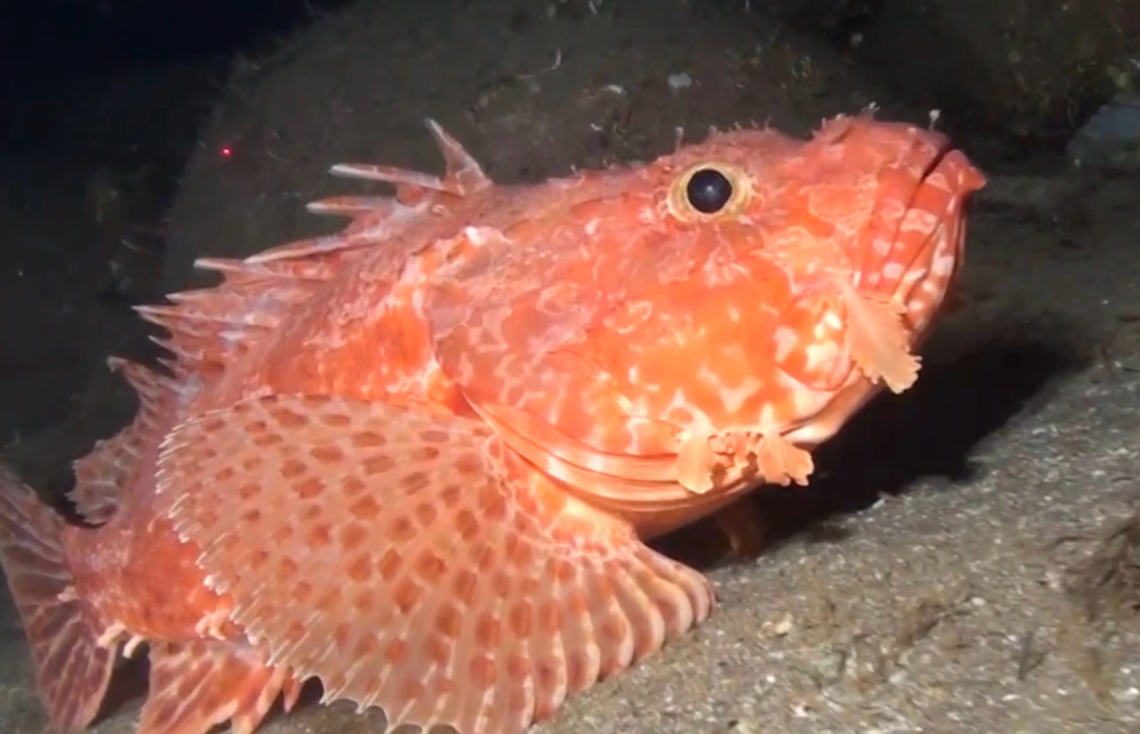 Slender rockfish (Scorpaena elongata) — Scorpaenidae