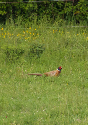 Fasan observed by a__form