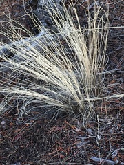 Muhlenbergia montana