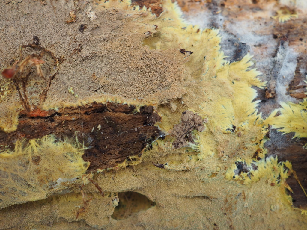 yellow cobweb · May 2026 · photo: Photo: (c) Matthew Rozanoff, some rights reserved (CC BY) · iNaturalist