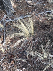 Muhlenbergia montana