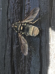 Hermetia melanderi