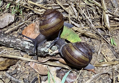 Fraser's Banded Snail