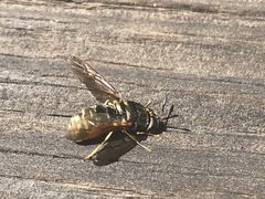 Hermetia melanderi
