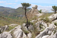 Euphorbia stenoclada