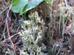Cladonia sulphurina