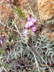 Astragalus arizonicus