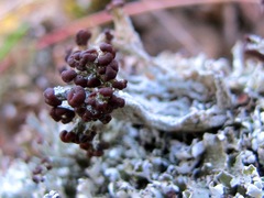 Cladonia symphycarpa