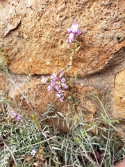 Astragalus arizonicus