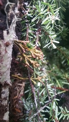 Arceuthobium tsugense