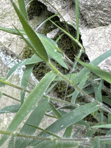 Dichanthelium acuminatum iNat (3)