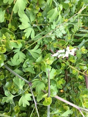 Fumaria capreolata