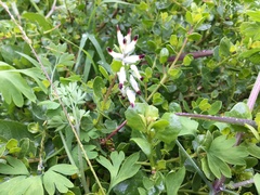 Fumaria capreolata