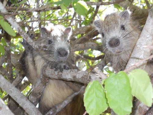 Desmarest's Hutia