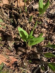 Maianthemum stellatum