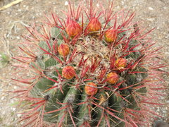 Ferocactus pilosus