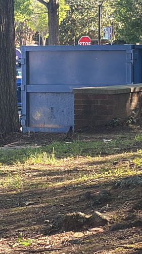 American Robin observed by jada_christian