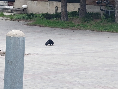Striped Skunk observed by macofern